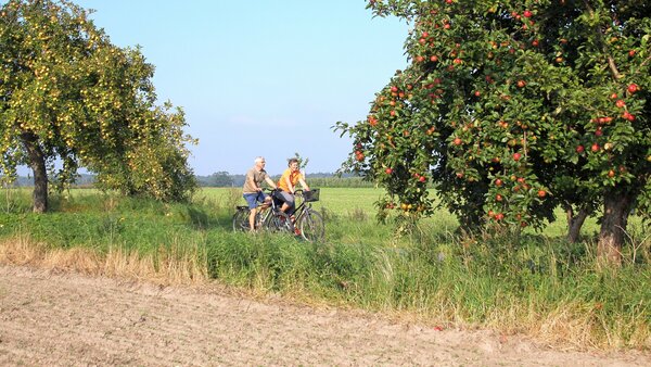 Zwei Radfahrer fahren entlang einer Obstbaumallee mit Apfelbäumen voll leuchtend roter, reifer Äpfel.