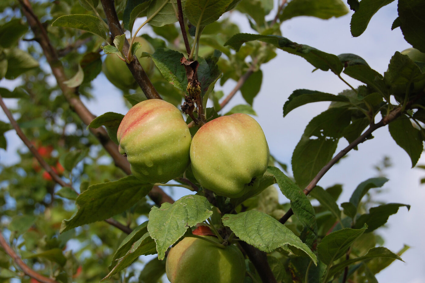 Apfelbaum mit mehreren reifen Äpfeln der Sorte "Uelzener Kalvill"