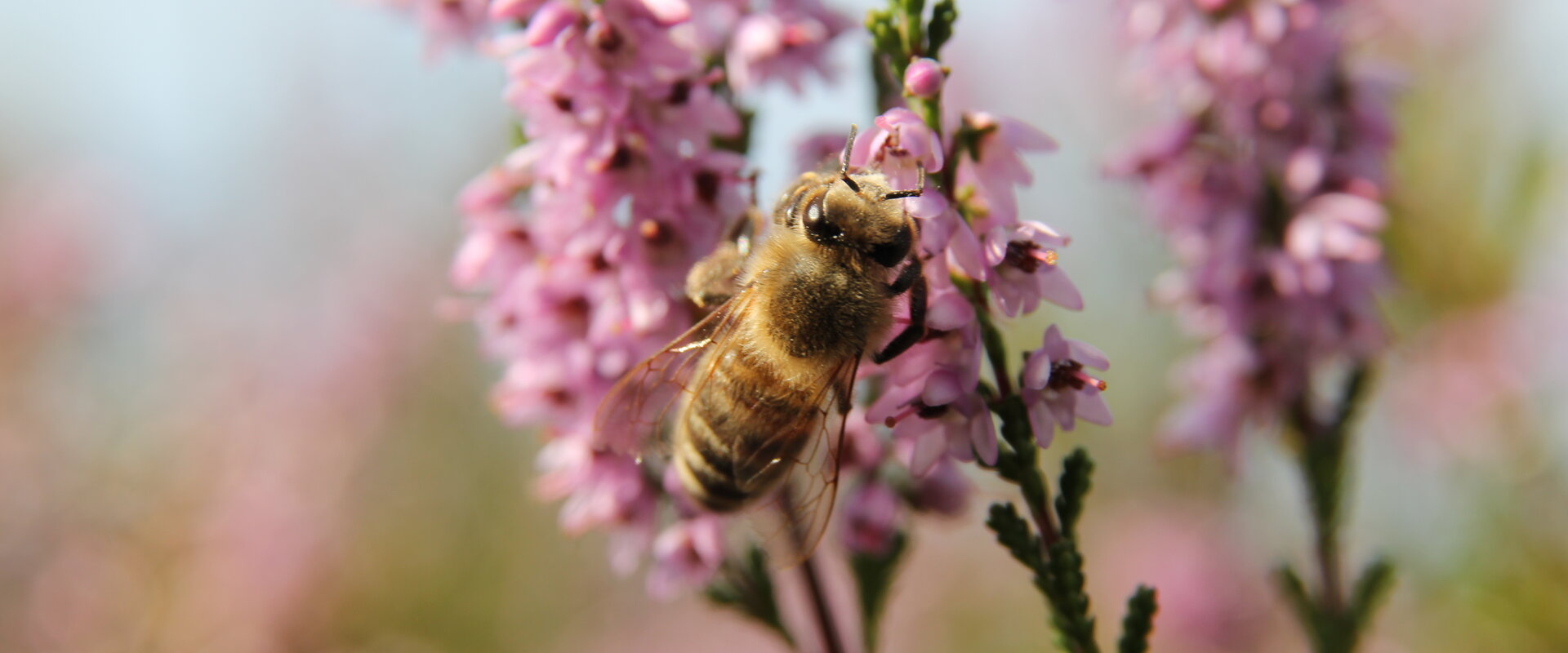 Nahaufnahme einer Honigbiene, die an einer blühenden Heidepflanze (Calluna vulgaris) Nektar sammelt