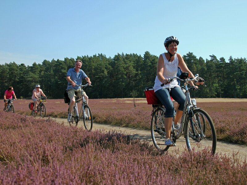 Eine Gruppe Radfahrer durchquert die blühende Klein Bünstorfer Heide.