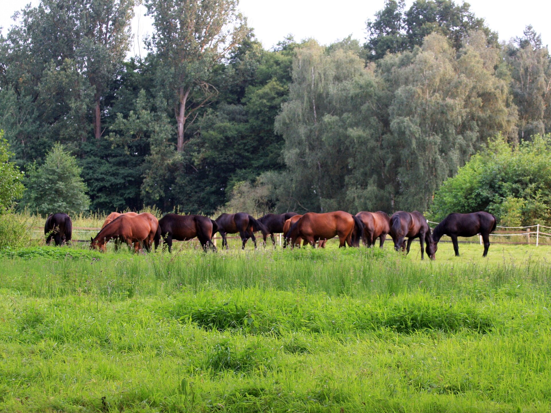 Eine Herde Trakehner auf der Weide im Ilmenautal bei Medingen.
