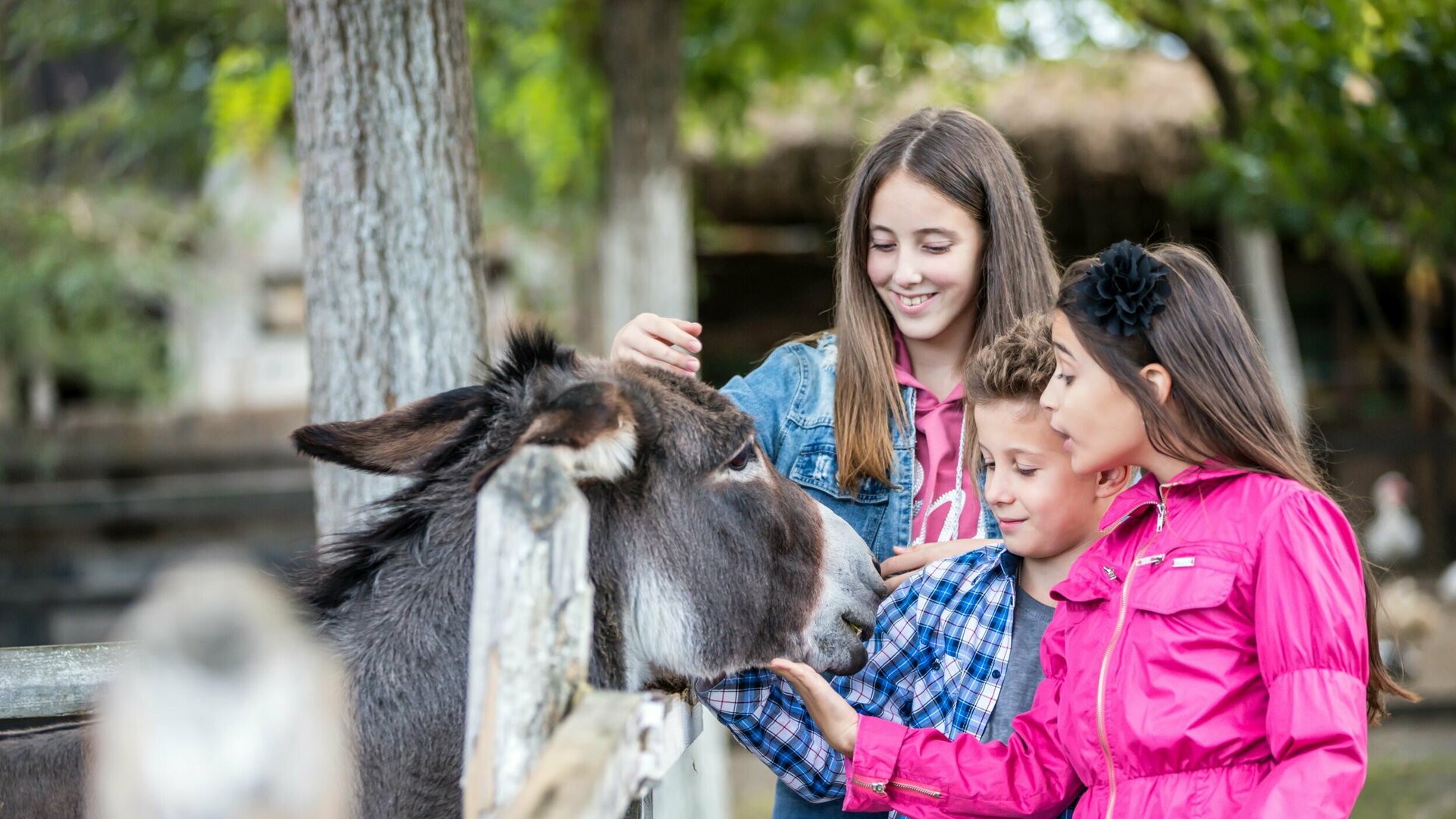 Eine Jugendliche, ein kleiner Junge und ein Mädchen stehen an einem Holzzaun und streicheln den Esel, der seinen Kopf über das Gatter streckt