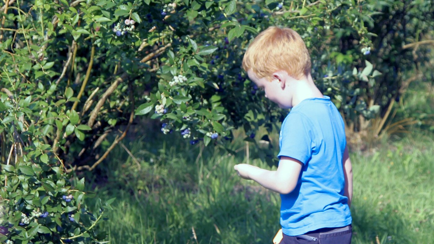 Ein kleiner Junge mit rot-blonden Haaren steht mit dem Rücken zum Betrachter in einer Plantage vor mehreren Heidelbeersträuchern voll reifer Früchte.
