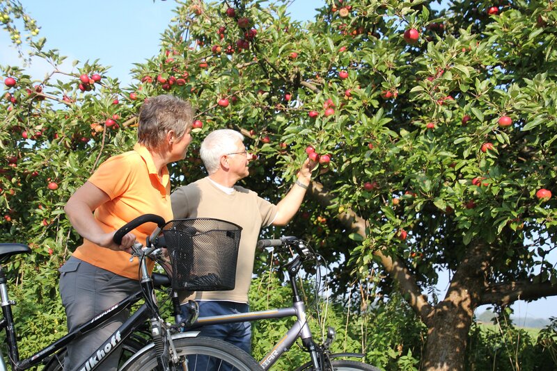 Ein Seniorenpaar pflückt auf einer Radtour Äpfel von einem Baum.