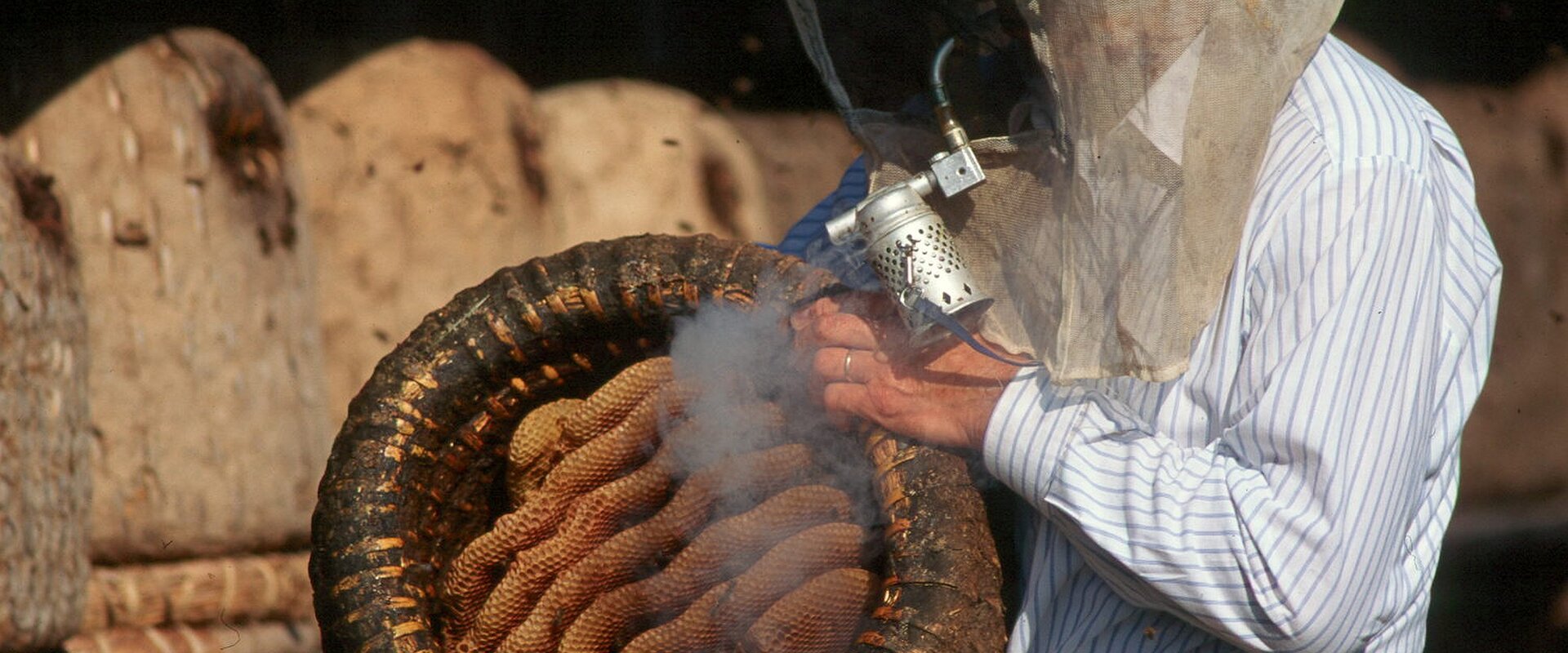 Ein Imker bläst Rauch in einen umgedrehten Bienenkorb (Lüneburger Stülper), der mit Honigwaben gefüllt ist