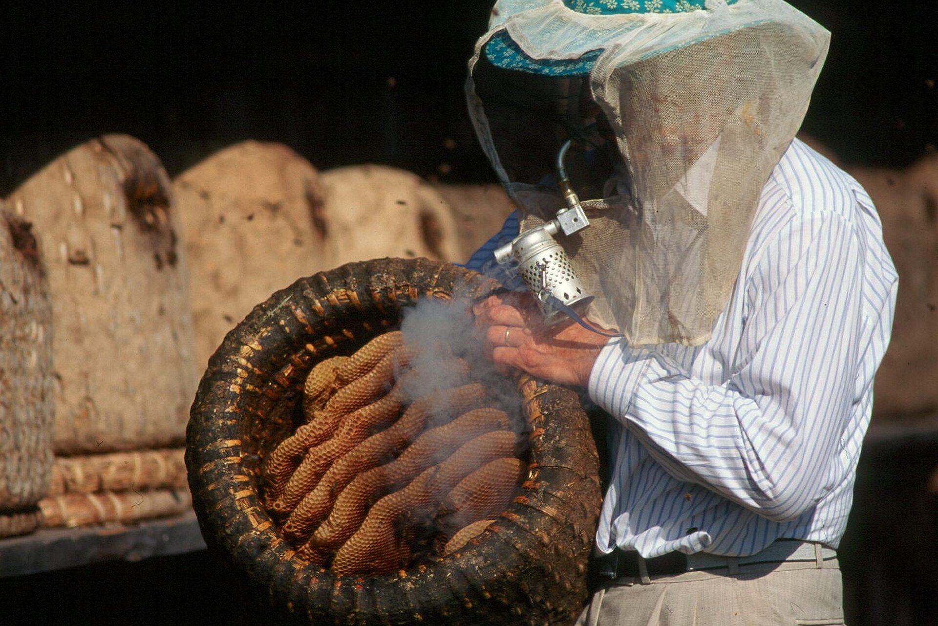Ein Imker bläst Rauch in einen umgedrehten Bienenkorb (Lüneburger Stülper), der mit Honigwaben gefüllt ist