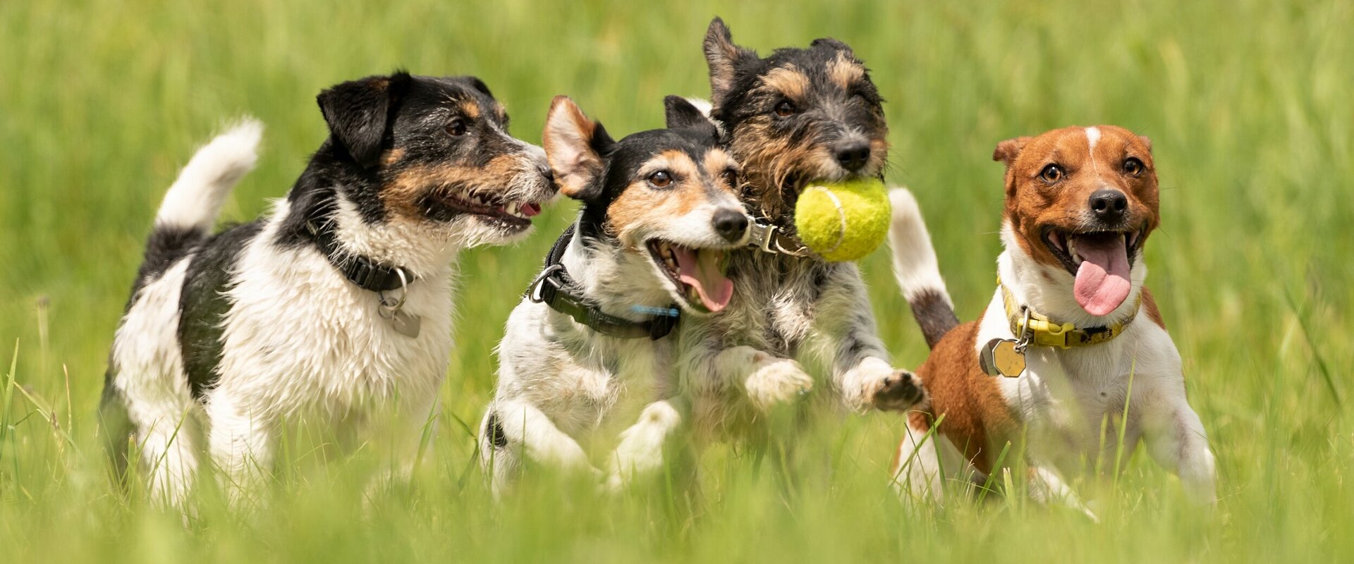 Vier Hunde (Jack Russell Terrier) spielen mit einem Ball auf einer Wiese