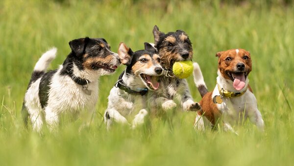 Vier Hunde (Jack Russell Terrier) spielen mit einem Ball auf einer Wiese