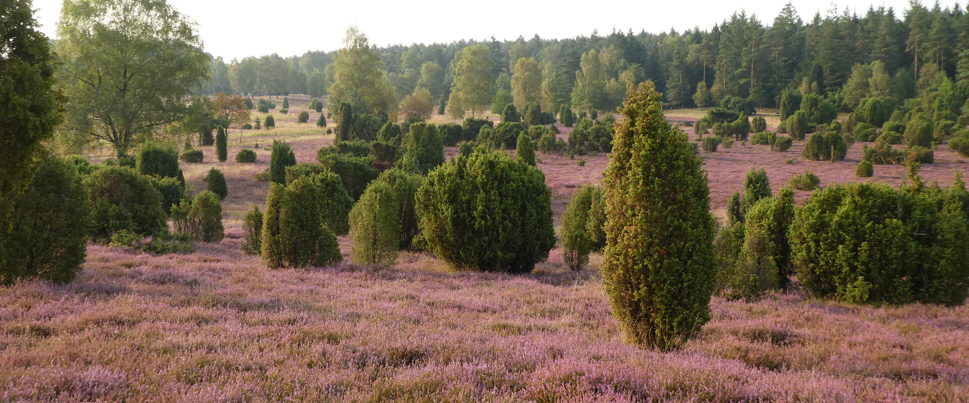 Blick auf die blühende Heidelandschaft und die Wacholderbüsche in der Ellerndorfer Heide
