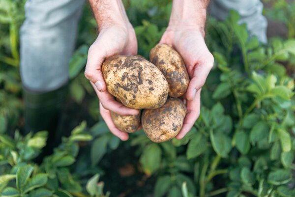Ein Mensch, von dem nur die Hände und Oberschenkel zu sehen sind, kniet auf einem mit Kartoffeln bewachsenen Acker und hält einige frisch geerntete Kartoffeln ins Bild