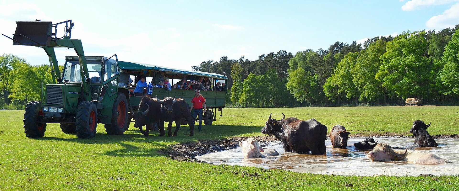 Grüner Traktor mit einem Personenanhänger auf einer Wiese stehend. Rechts im Bild ein Wasserloch mit mehreren Wasserbüffeln, Vor Traktor und Anhänger mehrere Menschen, die sich die Tiere anschauen.