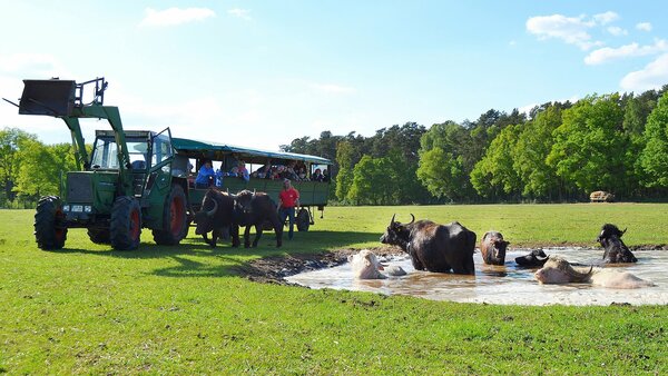 Grüner Traktor mit einem Personenanhänger auf einer Wiese stehend. Rechts im Bild ein Wasserloch mit mehreren Wasserbüffeln, Vor Traktor und Anhänger mehrere Menschen, die sich die Tiere anschauen.