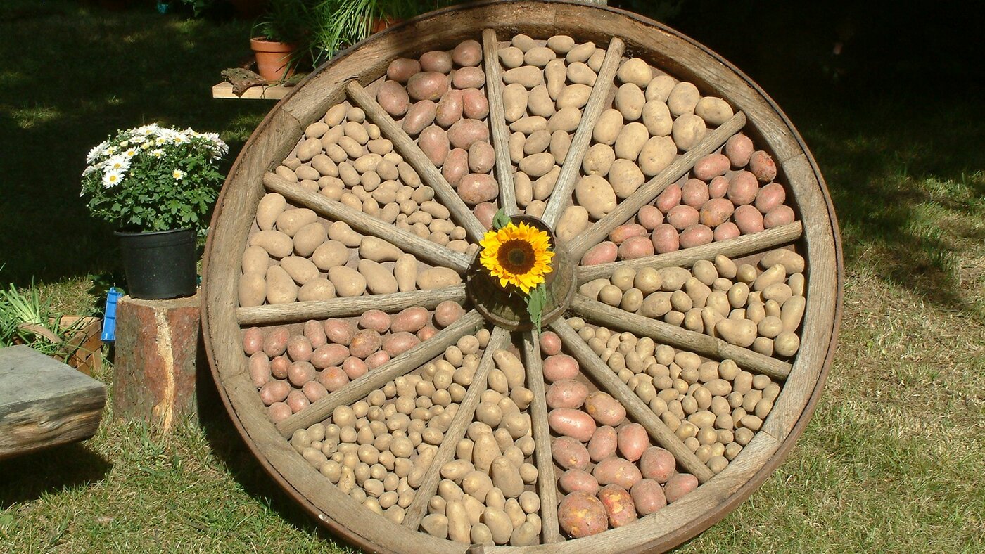 Liegender Holzrahmen in Form eines Wagenrades. Der Platz zwischen den Streben des Rades ist im Wechsel mit Kartoffeln zwei farblich unterschiedlicher sorten gefüllt. Die Radnabe ziert die Blüte einer Sonnenblume