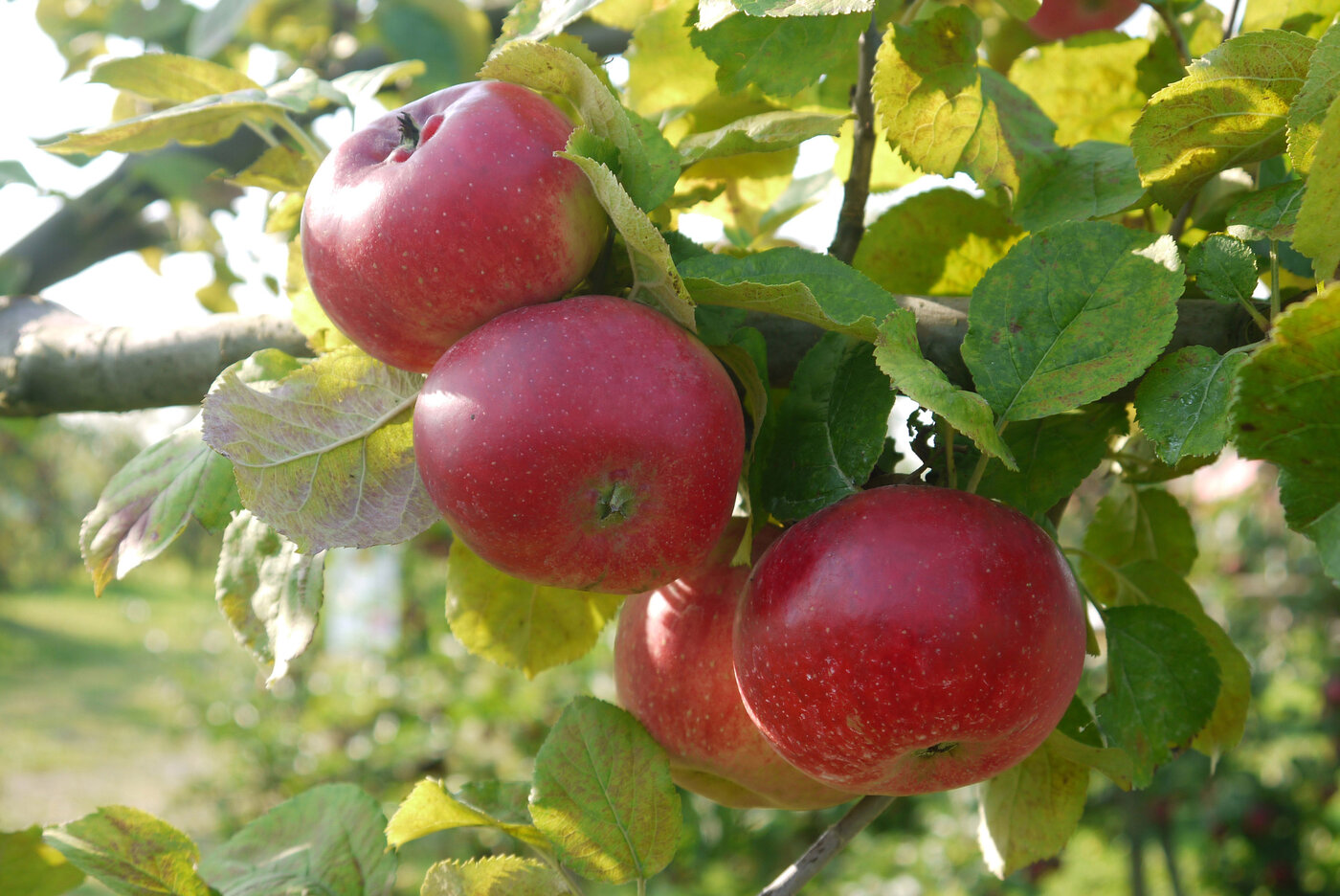 Apfelbaumzweige mit mehreren reifen Äpfeln der Sorte Uelzener Rambour