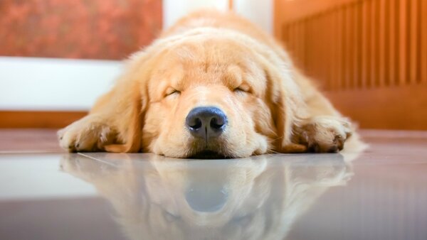 Schlafender Hund (Golden Retriever), der mit dem Kopf zum Betrachter auf einem glatten Boden liegt und sich in dessen Oberfläche spiegelte 