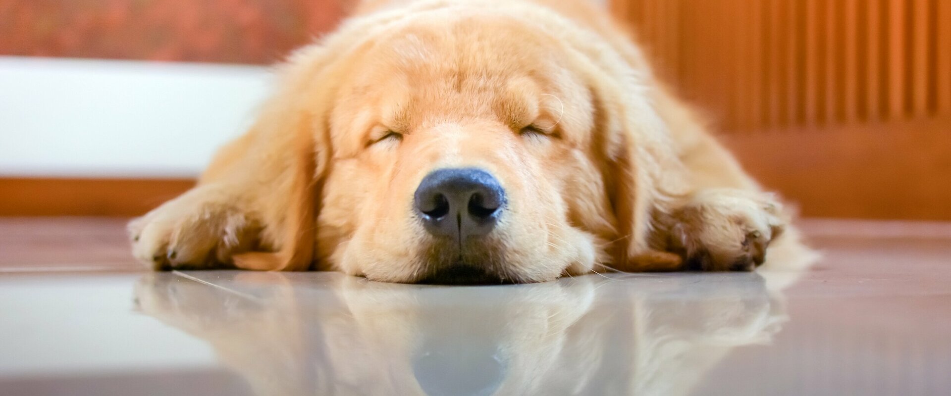 Schlafender Hund (Golden Retriever), der mit dem Kopf zum Betrachter auf einem glatten Boden liegt und sich in dessen Oberfläche spiegelte 
