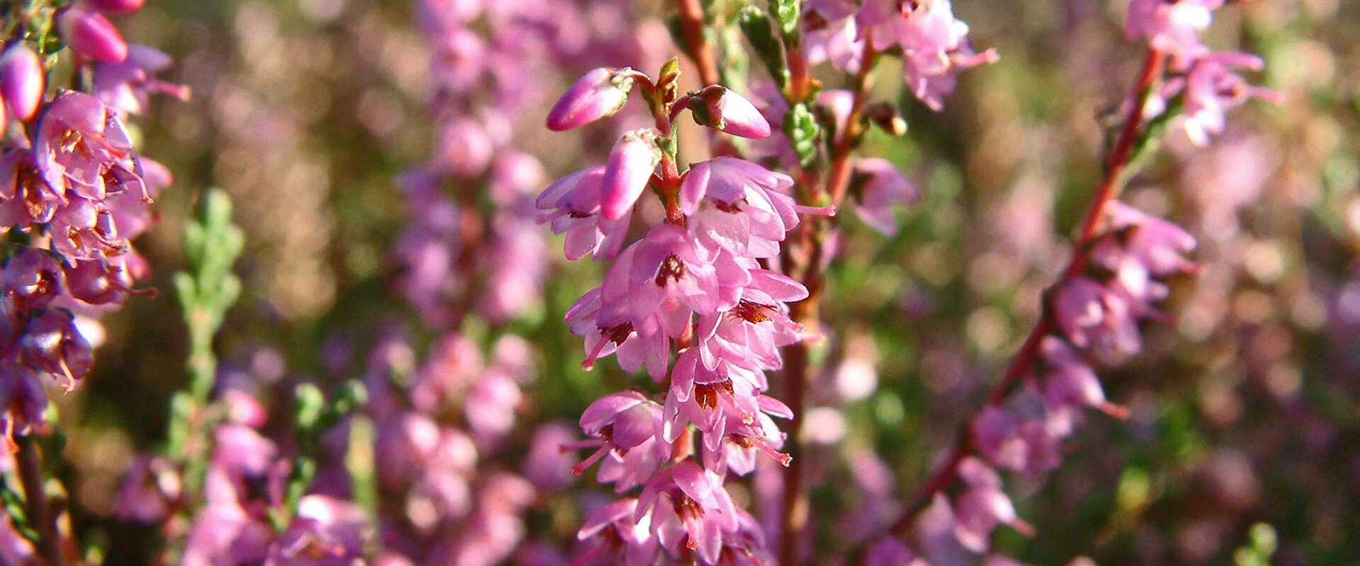 Blühende Heidepflanze (Calluna vulgaris)
