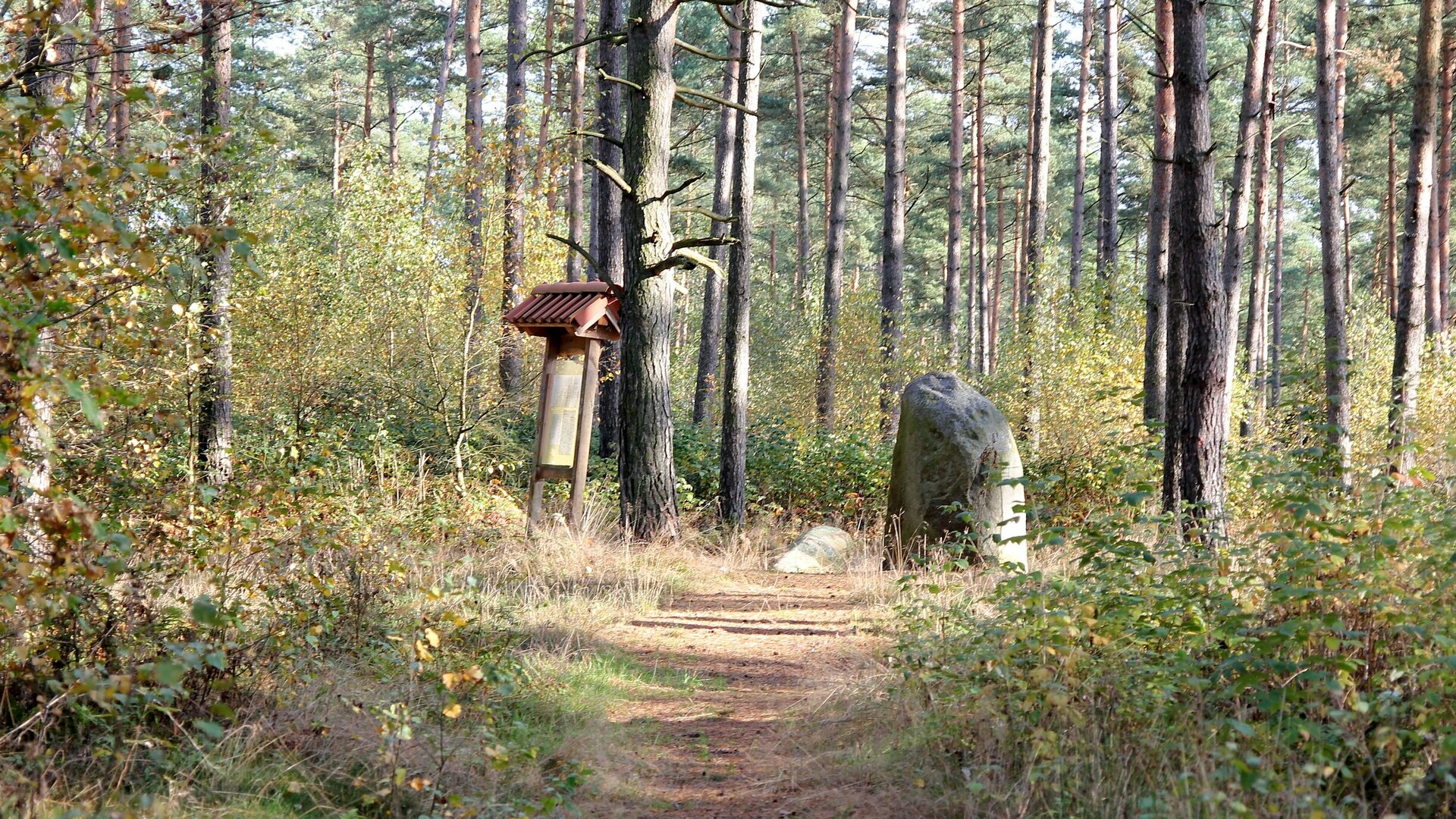 Blick auf die im Wald gelegenen "Brautsteine" bei Schmölau - zwei mächtige Findlinge mit "sagenhafter" Geschichte