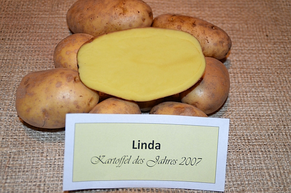 Mehrere ganze und eine halbierte Kartoffeln der Sorte "Linda" liegen hinter einem kleinen Schild mit der Aufschrift "Linda - Kartoffel des Jahres 2017"